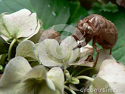 Cicada exoskeleton on Hydrangea Stock Photo