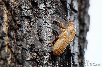 Cicada Exoskeleton Stock Photo