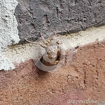 Cicada Exoskeleton shed on a Wall Stock Photo