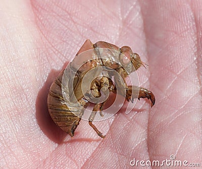 Cicada exoskeleton shell in great detail Stock Photo
