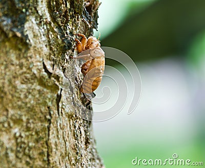 Cicada Exoskeleton Skin Nicaragua Stock Photo