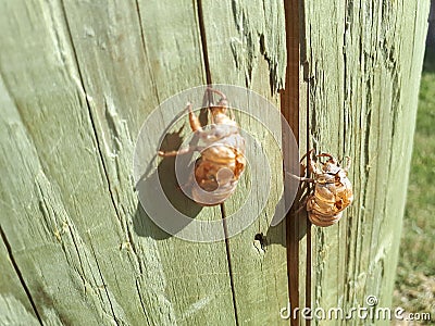 Cicada Exoskeleton on Telephone Pole Stock Photo