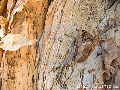 Cicada exoskeleton on wood tree surface at a botanical garden. Stock Photo