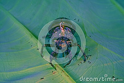 Cicada Exuviae Cool Stock Photo