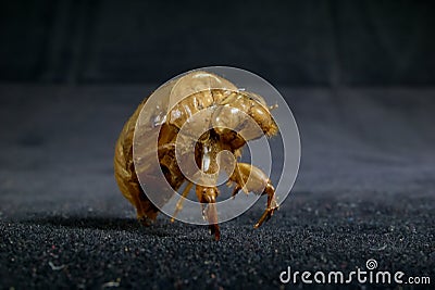 Cicada Exuviae Stock Photo