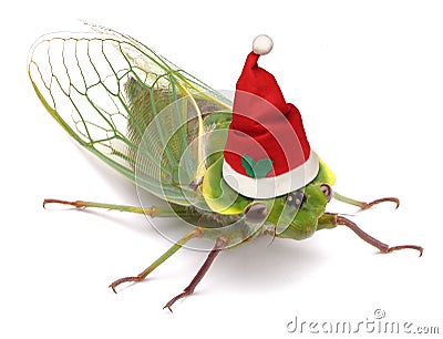 Cicada Funny Christmas Australia Stock Photo