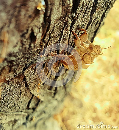 Cicada ghosts haunt a tree trunk in park in Nicosia Cyprus Stock Photo