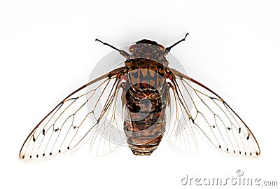 Cicada insect. Stock Photo