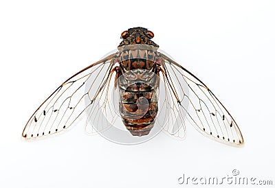 Cicada insect. Stock Photo