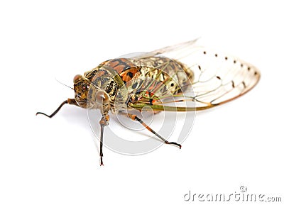 Cicada insect Stock Photo
