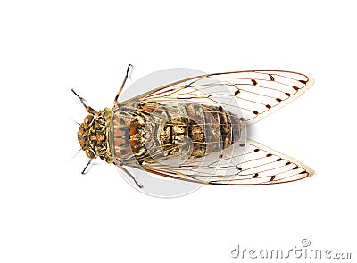 Cicada insect Stock Photo