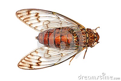 Cicada insect detail Stock Photo