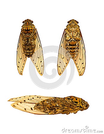 Cicada Stock Photo