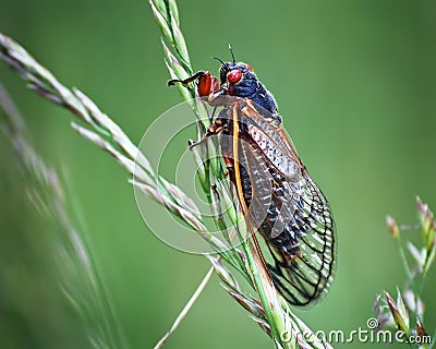 Cicada Insect On Green Grass with Red Eyes Stock Photo