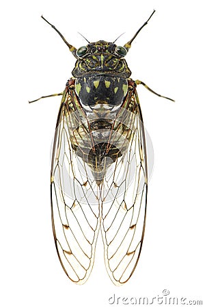 Cicada insect Stock Photo