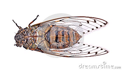 Cicada insect isolated on white background. Stock Photo