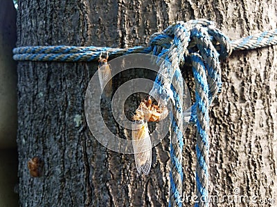 cicada insect with molted skin on rope on tree Stock Photo