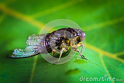 Cicada insects Thailand Stock Photo