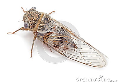 Cicada isolated top view Stock Photo