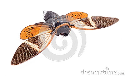 Cicada isolated on white background Stock Photo