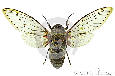 Cicada isolated on white background Stock Photo