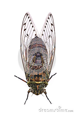 Cicada isolated on white background. Stock Photo