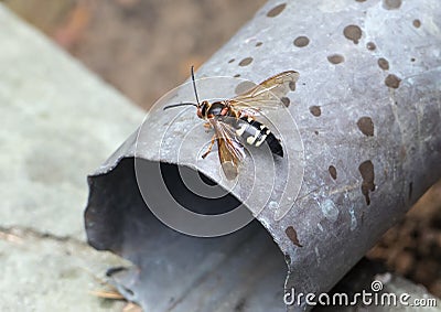 Cicada killer wasp Stock Photo