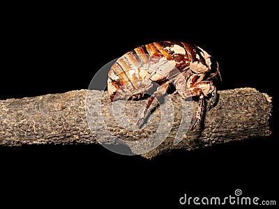 Cicada larva Stock Photo