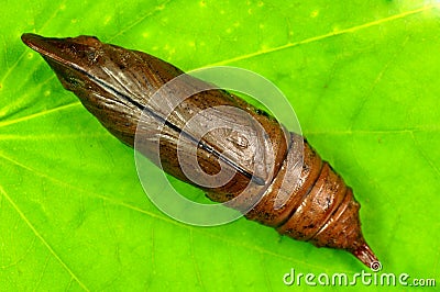 Cicada larva Stock Photo