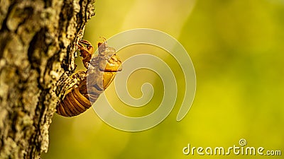 Cicada larva Cicadidae Stock Photo