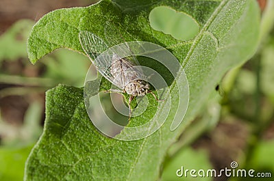 Cicada On Leaf Stock Photo