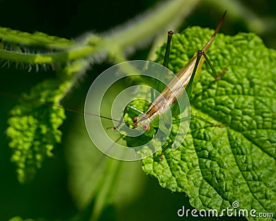 Cicada Portrait Stock Photo