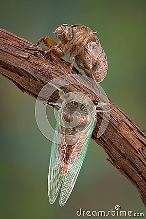 Cicada life stages Stock Photo