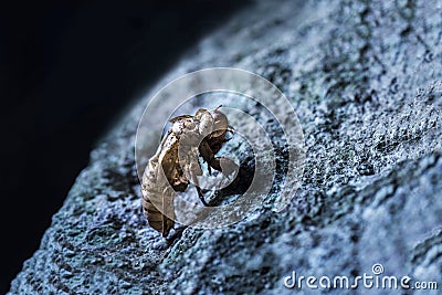 Cicada molt Stock Photo