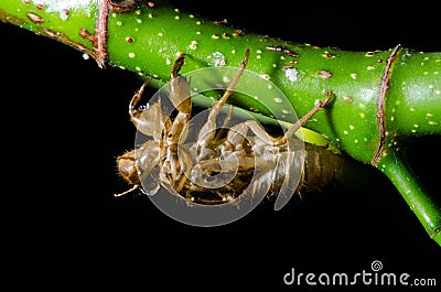 Cicada molt Stock Photo