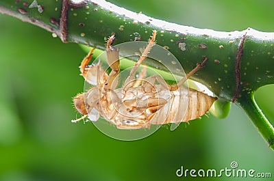 Cicada molt Stock Photo