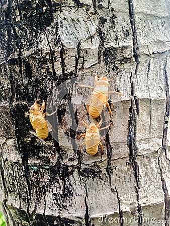 Cicada molt on the tree Stock Photo