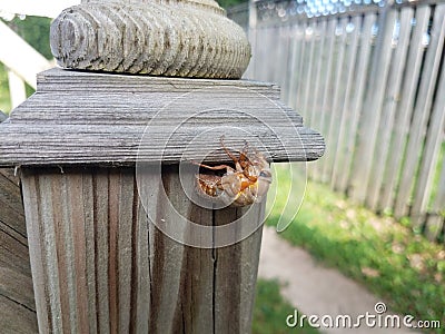 cicada and molted skin on wood fence post Stock Photo