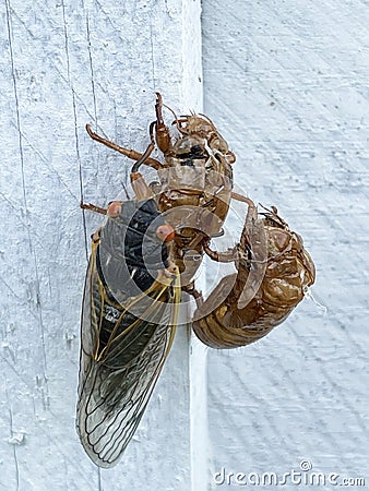 Cicada Party of Three Stock Photo