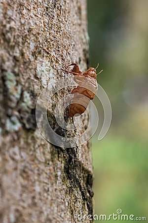 Cicada perched on the bark of a tree in a natural setting Stock Photo