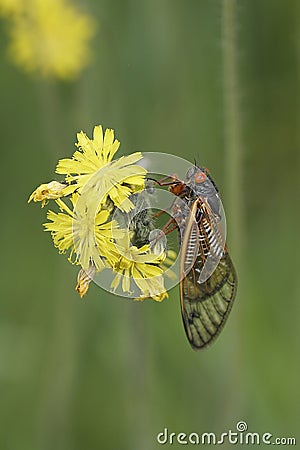 Cicada perched on small yellow flowers - Magicicada Stock Photo