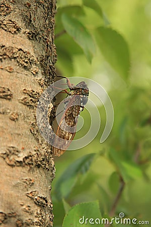 Cicada perched on a tree Stock Photo