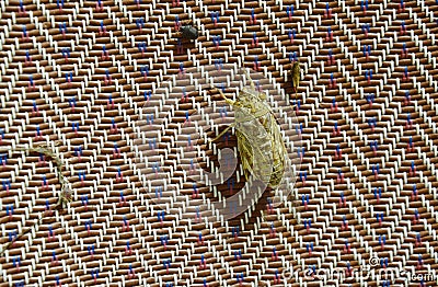 Cicada seek for mate in summer night hanging on bamboo mat Stock Photo