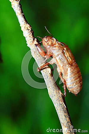 Cicada shell Stock Photo