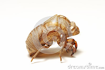 Cicada shell on white Stock Photo