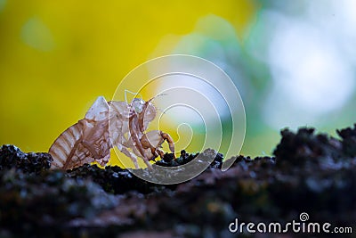 Cicada skin on a branch of wood Stock Photo