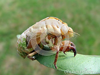 Cicada skin Stock Photo