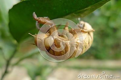 Cicada skin Stock Photo