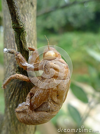 Cicada skin Stock Photo