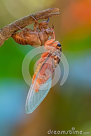 Cicada sloughing off its gold shell Stock Photo